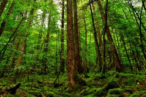 世界体能恢复公益课堂乡镇示范点第五批授牌完成，世界体能大赛